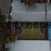 比格獵兔犬的奇異吼叫