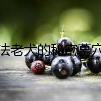 法老犬的秘密墓穴