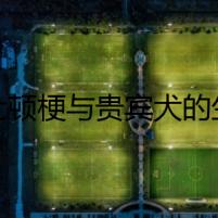 波士頓梗與貴賓犬的生死決斗