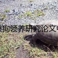 流浪狗領(lǐng)養(yǎng)研究論文中的隱秘實驗