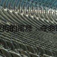 沙皮狗的寓意：奪命密碼
