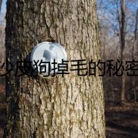 沙皮狗掉毛的秘密