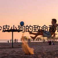 沙皮小狗的致命秘密