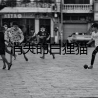 消失的白貍貓
