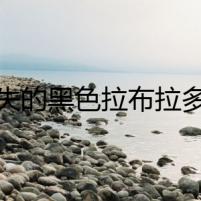 消失的黑色拉布拉多犬