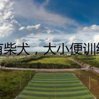 家有柴犬，大小便訓(xùn)練成謎案
