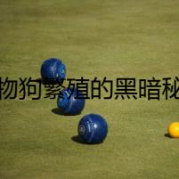 寵物狗繁殖的黑暗秘密