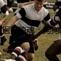 寵物醫(yī)院驚魂：狗狗絕育為何價格懸殊