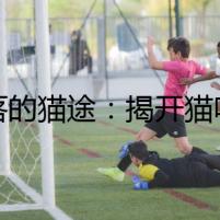失落的貓途：揭開(kāi)貓咪走失的驚人真相