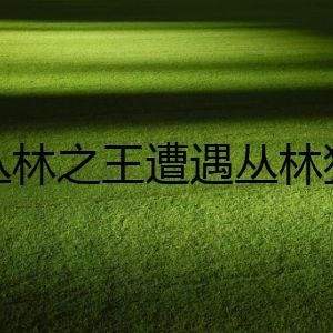 當(dāng)叢林之王遭遇叢林獵手