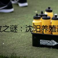 德牧之謎：沈陽養(yǎng)殖基地隱藏的秘密