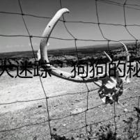 忠犬迷蹤：狗狗的秘密