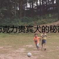 巧克力貴賓犬的秘密