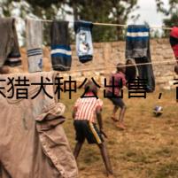 川東獵犬種公出售，背后的陰謀