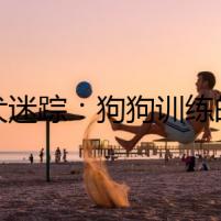 幼犬迷蹤：狗狗訓(xùn)練的黑暗