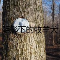 陰影下的牧羊犬