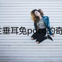 荷蘭垂耳兔poco的奇幻歷險記