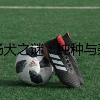 臘腸犬之謎：純種與雜交的糾纏
