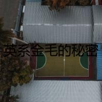 英系金毛的秘密