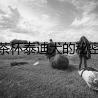 茶杯泰迪犬的秘密