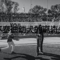茶杯泰迪幼犬的離奇失蹤