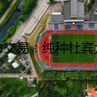 致命交易：純種杜賓犬背后隱藏的秘密
