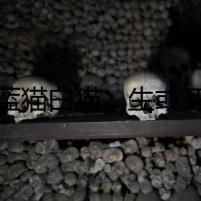 藍貓白貓，生或死