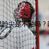 藍(lán)貓臉尖是不純嗎？隱藏在背后的秘密