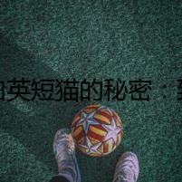 藍白英短貓的秘密：致命之吻