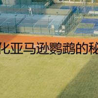 藍化亞馬遜鸚鵡的秘密