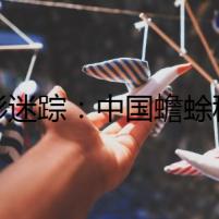 蟾影迷蹤：中國(guó)蟾蜍種類(lèi)照片背后的秘密