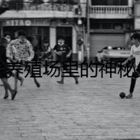 蟾蜍養(yǎng)殖場里的神秘失竊案