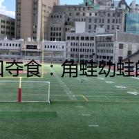 蛙口奪食：角蛙幼蛙的致命秘密
