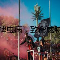 蜱蟲病，致命威脅