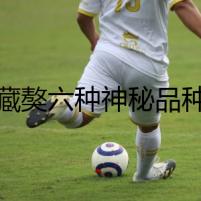 藏獒六種神秘品種