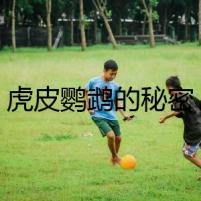虎皮鸚鵡的秘密