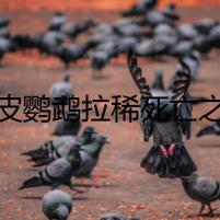 虎皮鸚鵡拉稀死亡之謎