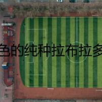 血色的純種拉布拉多犬