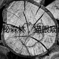 詭秘森林，貓眼窺伏