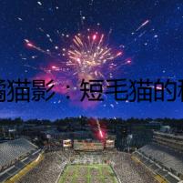 詭譎貓影：短毛貓的秘密