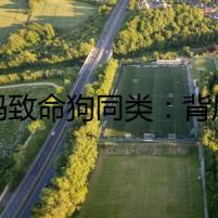 解碼致命狗同類：背后隱藏的幽靈網(wǎng)絡(luò)