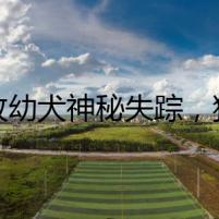 邊牧幼犬神秘失蹤，狗糧袋成唯一線索