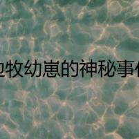 邊牧幼崽的神秘事件