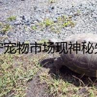 遼寧寵物市場(chǎng)現(xiàn)神秘失蹤案，偵探深入調(diào)查揭開(kāi)驚天陰謀