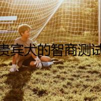 貴賓犬的智商測試
