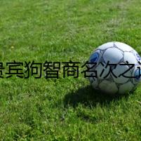 貴賓狗智商名次之謎