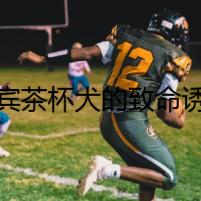 貴賓茶杯犬的致命誘惑