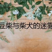 豆柴與柴犬的迷霧