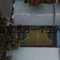 豚鼠的另一個主人