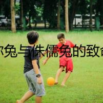 迷你兔與侏儒兔的致命錯位